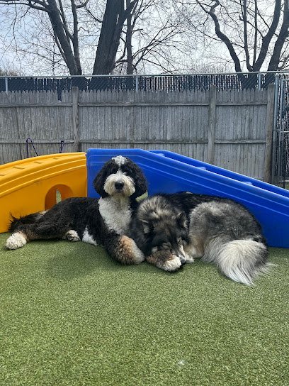 Dog day care in Beverly Massachusetts Dingo s Dogsitting Doggy Daycare 1