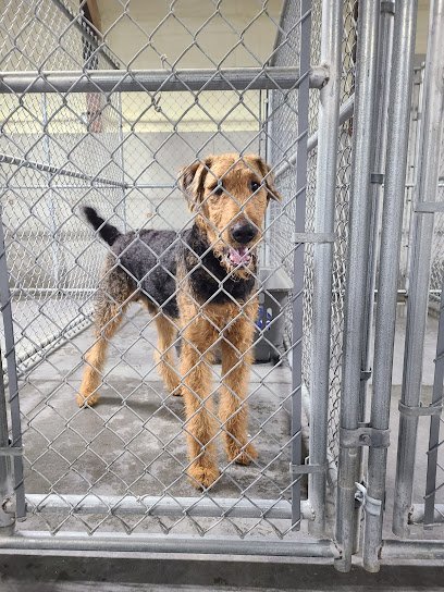 Dog day care in Big Rapids Michigan Monkeyshine Kennels 1