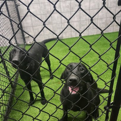 Dog day care in Billings Montana Big Sky Pet Resort 1 1