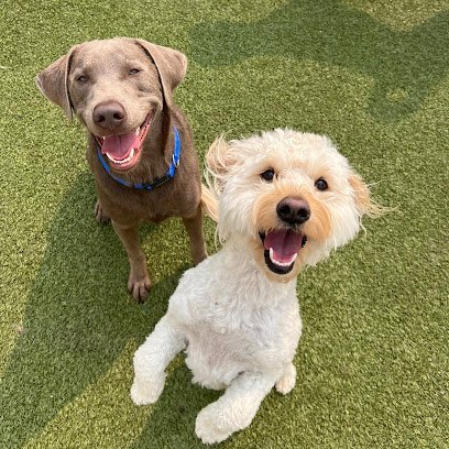 Dog day care in Birmingham Michigan Dogtopia of Birmingham 1