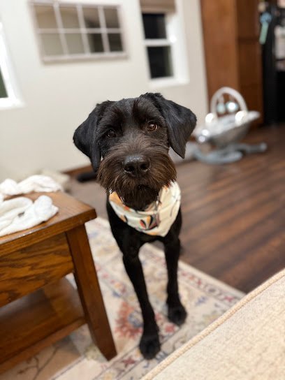 Dog day care in Bismarck North Dakota Puppy Salon 1