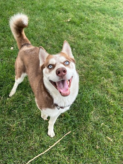 Dog day care in Black Eagle Montana Fun Loving Pet Resort 1 1