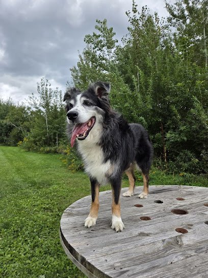 Dog day care in Blaine Minnesota Blaine Kennels Boarding Training Daycare 1
