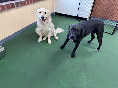 Dog day care in Blasdell New York Sergeant Sniffers 1