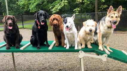 Dog day care in Bloomfield New Jersey Jersey Dogs 1