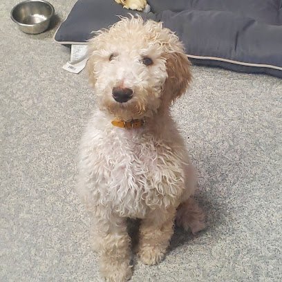 Dog day care in Bloomfield New York Howlywood Kennel 1