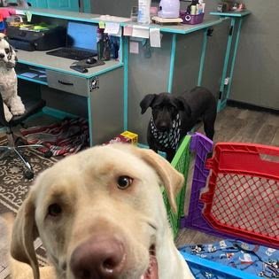 Dog day care in Bloomingdale Georgia Paws to the Wall llc