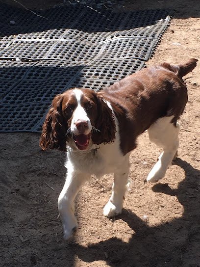 Dog day care in Bloomingdale New York AdironDOG Mountain Camp 1