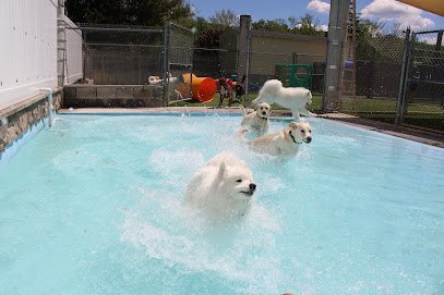 Dog day care in Bloomsbury New Jersey Four Paws Playground Doggie Daycare Crateless Boarding Puppy Wednesday and Training 1