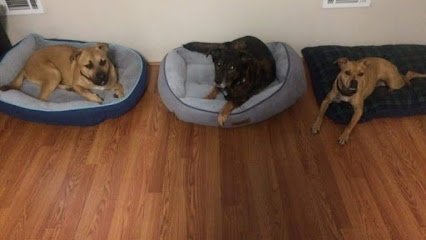 Dog day care in Blythe Georgia Ruff Landing Doggie Daycare and Boarding