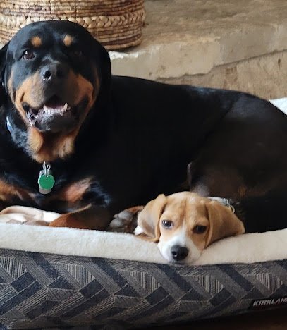 Dog day care in Boerne Texas PAWSitive Solutions Dog Puppy Training LLC 1