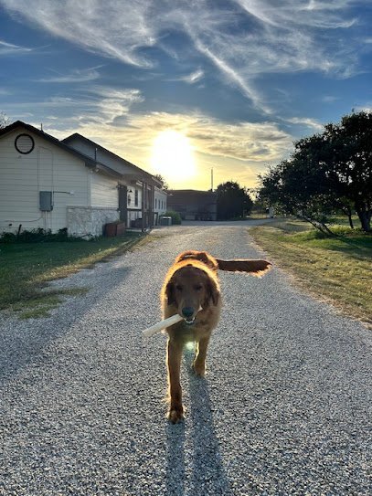 Dog day care in Boerne Texas Page Ranch Dog Boarding 1