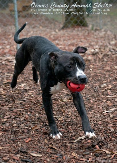 Dog day care in Bogart Georgia Waggin Tails