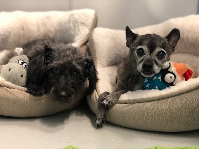 Dog day care in Boise Idaho Downtown Hound 1