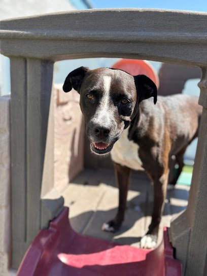 Dog day care in Boise Idaho House of Hounds 1