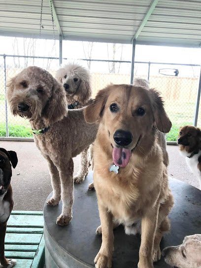 Dog day care in Bossier City Louisiana Red Rover 1