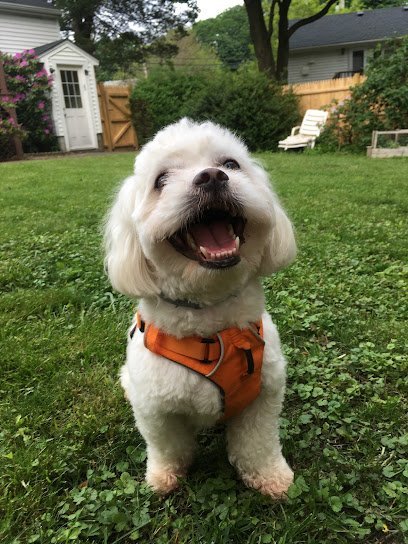 Dog day care in Boston Massachusetts Boston Paws 1