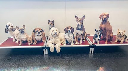 Dog day care in Boston Massachusetts Harbor Hounds 1