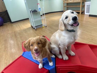 Dog day care in Boston Massachusetts Red Dog Pet Resort Spa Boston 1