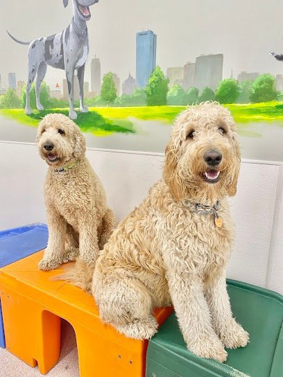 Dog day care in Boston Massachusetts Red Dog Pet Resort Spa at North Station 1