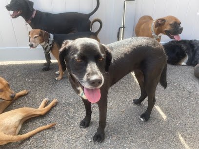 Dog day care in Boston Massachusetts The Pooped Pooch Playground 1
