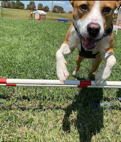 Dog day care in Bowling Green Kentucky Dogs Day Out 1