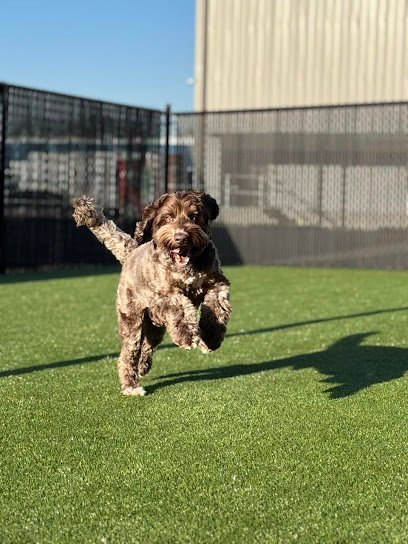 Dog day care in Bowling Green Kentucky Woofs N Wags 1