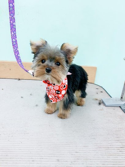 Dog day care in Bowling Green Missouri Pawsitively Pampered Pets 1