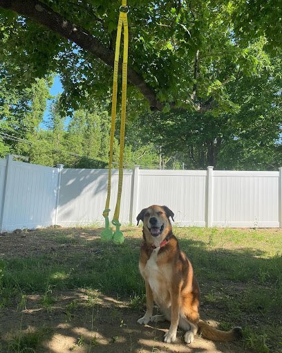 Dog day care in Boxborough Massachusetts Wagsborough Playdates LLC 1