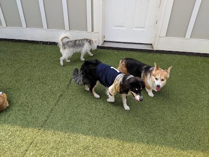 Dog day care in Bozeman Montana Bark City Pet Resort 1 1