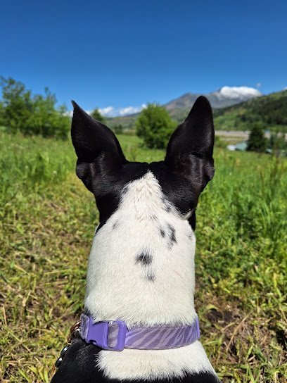 Dog day care in Bozeman Montana Dog Dayz Bozeman 1 1
