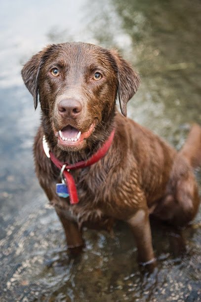 Dog day care in Bozeman Montana Know Thy Dog 1 1