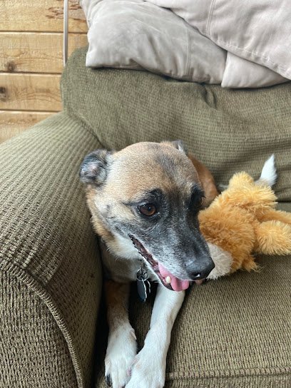 Dog day care in Bozeman Montana Tail Waggin  Ranch 1 1