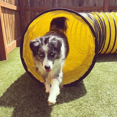 Dog day care in Bozeman Montana Zelda s Dog Academy LLC 1 1
