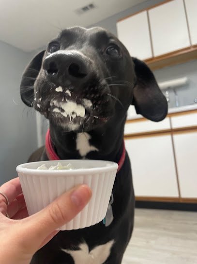 Dog day care in Branson Missouri Branson Pet Resort 1