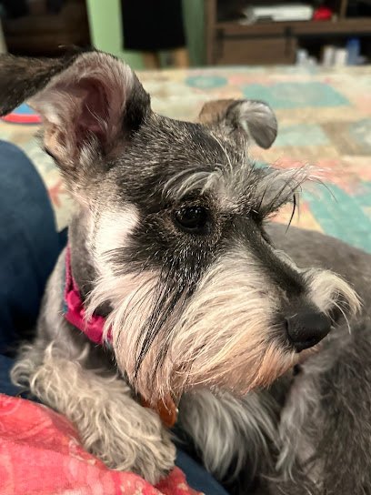 Dog day care in Bridge City Texas K9 Devine Dog Boarding Grooming 1