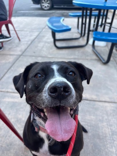 Dog day care in Bridgton Maine The Handsman Pet Company 1