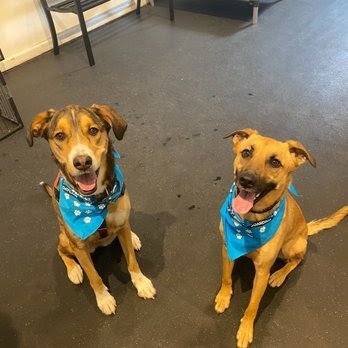 Dog day care in Brighton Massachusetts Big Dog Walkin 1