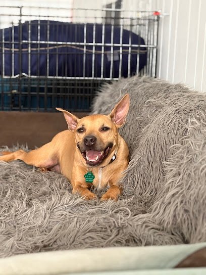 Dog day care in Brighton Massachusetts Happy Pet Care 1