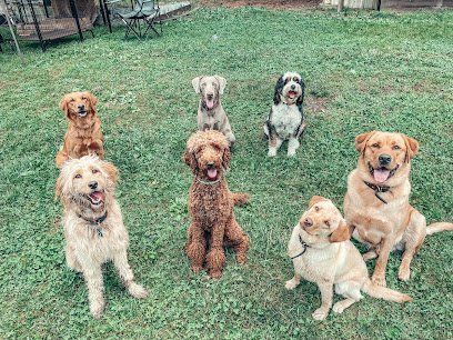 Dog day care in Bristol Tennessee The Dogstead 1