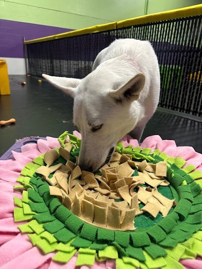 Dog day care in Broadview Heights Ohio Central Bark Broadview Heights 1