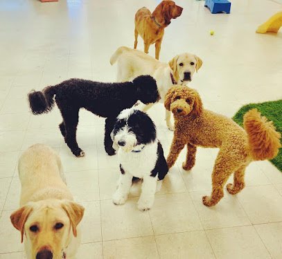 Dog day care in Brockport New York Boops Co. Boarding Daycare 1