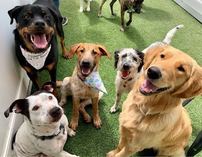 Dog day care in Broken Arrow Oklahoma Bouse Fur House 1