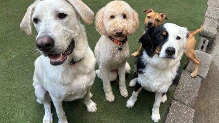 Dog day care in Brooklyn New York Animal Loving Care 1