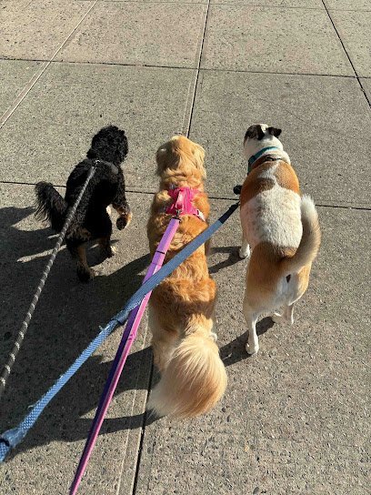 Dog day care in Brooklyn New York Ava s Pet Sitting 1