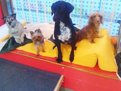 Dog day care in Brooklyn New York Ciao Bow Wow 1