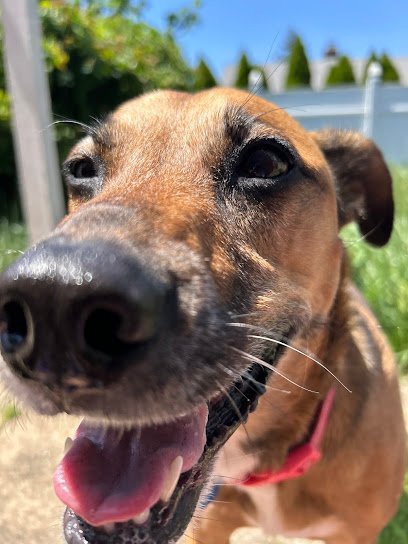 Dog day care in Brooklyn New York Dexter s Dog House 1