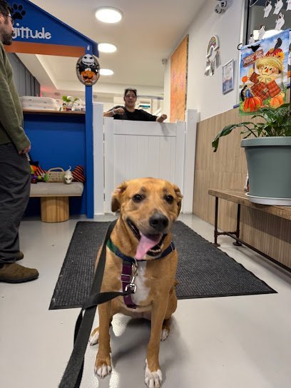 Dog day care in Brooklyn New York Doggittude 1