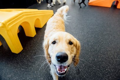 Dog day care in Brooklyn New York Dogtopia of Myrtle Ave. Brooklyn 1