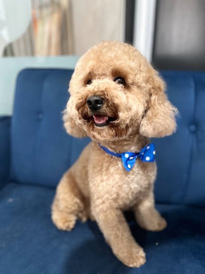 Dog day care in Brooklyn New York Fido Playhouse 1